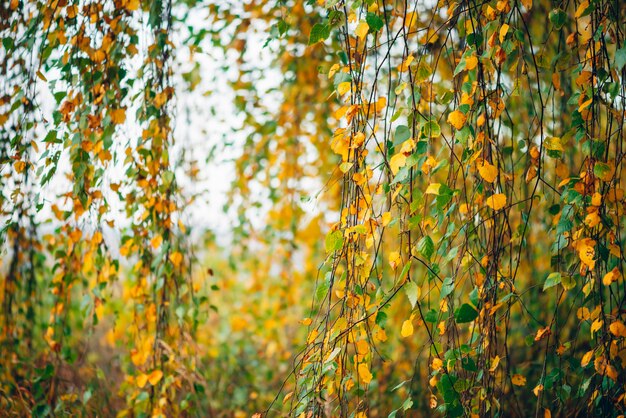 Herbstlaub der Birkenbaumnahaufnahme.
