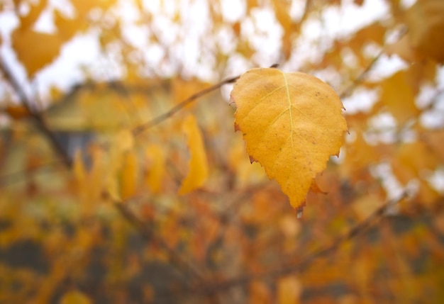 Herbstlaub einer Birke