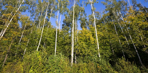 Herbstlaub einer Birke