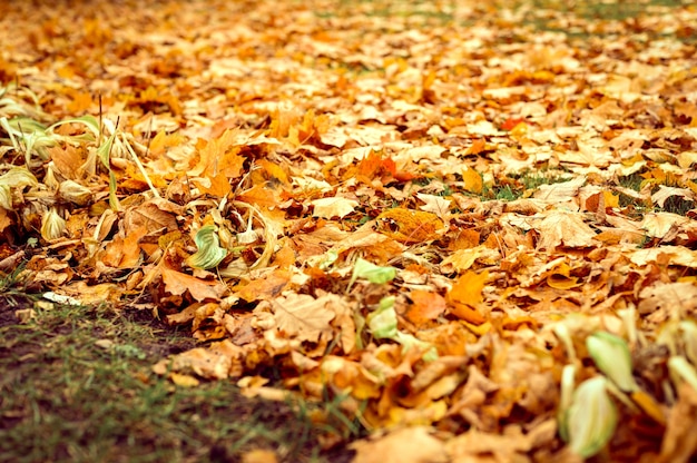 Herbstlaub eines Ahornbaums auf dem Boden auf dem grünen Gras. Herbstlaub auf dem Land