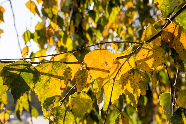 Herbstlaub eines Baumes