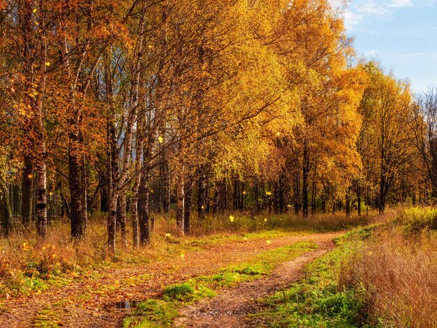 Herbstlaub fallen. Ein Weg in einem sonnigen Herbstpark mit fallenden Blättern. Landstraße durch einen Ahorn- und Birkenwald.