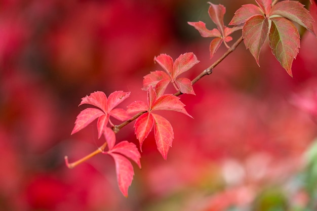 Herbstlaub Farbe