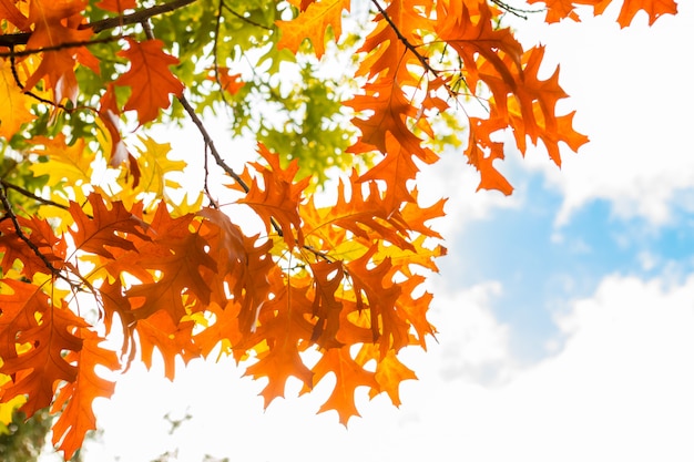 Herbstlaub gegen blauen Himmel