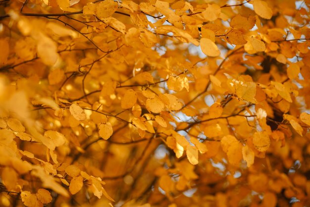 Herbstlaub, gelber Hintergrund, Fototextur, Bäume im Oktober