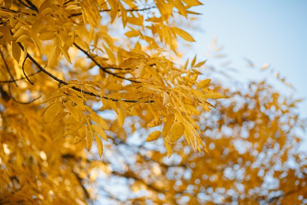 Herbstlaub, gelber Hintergrund, Fototextur, Bäume im Oktober