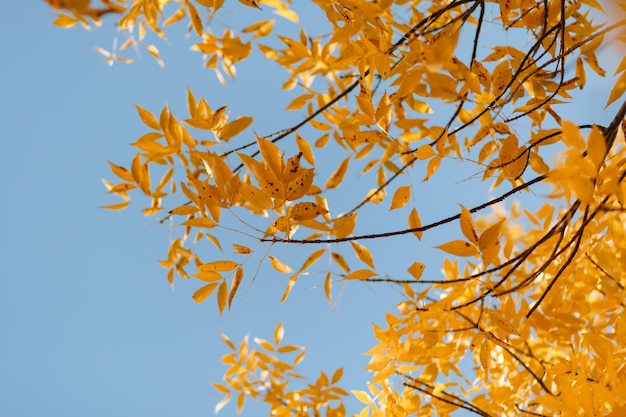 Herbstlaub, gelber Hintergrund, Fototextur, Bäume im Oktober