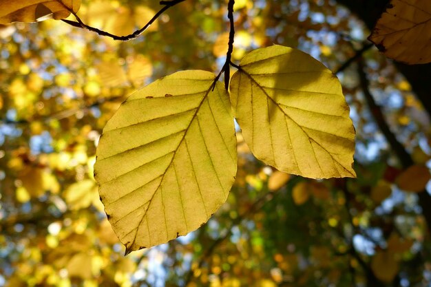 Herbstlaub. gelbes Laub Nahaufnahme