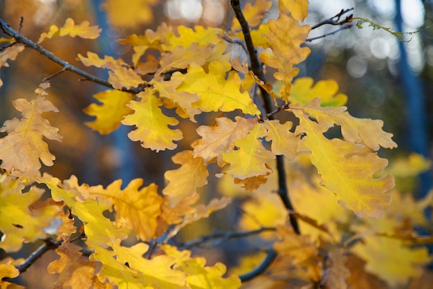 Herbstlaub hautnah im Wald Herbsthintergrund