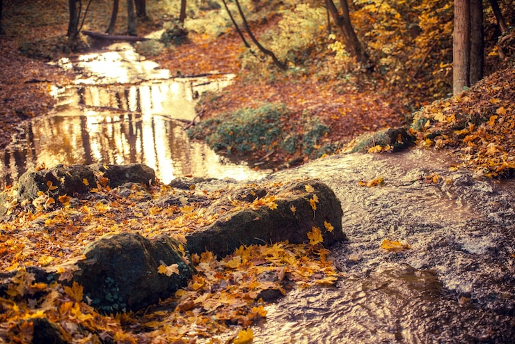 Foto herbstlaub herbstwald