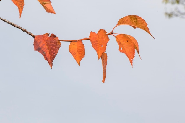 Herbstlaub Hintergrund bunte Blätter im Park