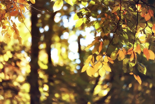 Herbstlaub Hintergrund / gelbe Blätter im Herbst Park Äste mit fallenden Blättern. Unscharfer Hintergrundkonzept Herbst. Indischer Sommer. Äste eines Baumes, die mit orangefarbenem Laub bedeckt sind.