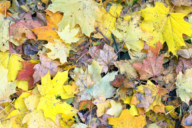 Herbstlaub Hintergrund grün gelb rot Tag