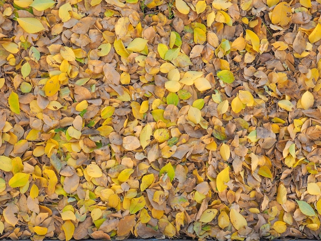 Herbstlaub Hintergrund