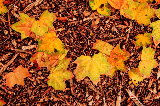 Herbstlaub Hintergrund