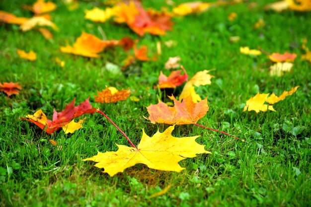 Herbstlaub Hintergrund