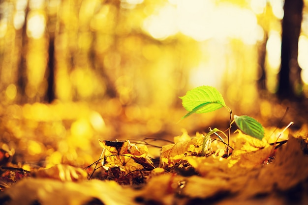 Herbstlaub Hintergrund