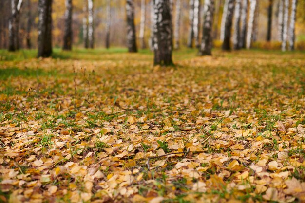 Herbstlaub im Birkenwald