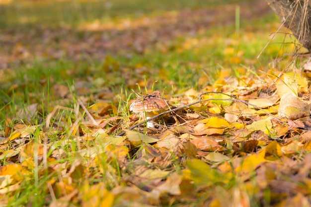 Herbstlaub im Gras