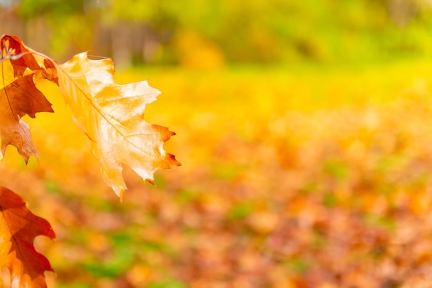 Herbstlaub im Herbstpark