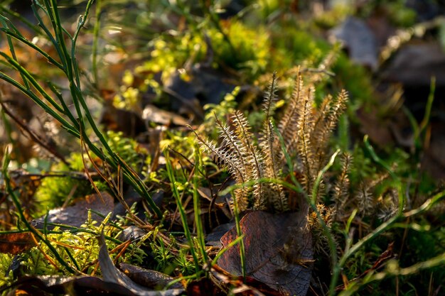 Herbstlaub im Licht der Morgensonne Hochwertiges Foto