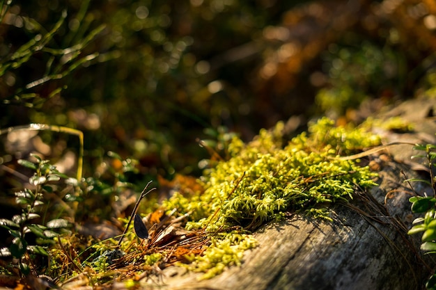 Herbstlaub im Licht der Morgensonne Hochwertiges Foto