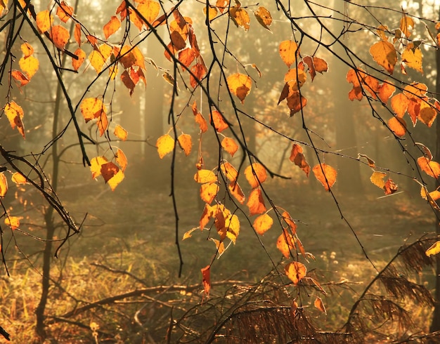 Herbstlaub im nebligen Wald
