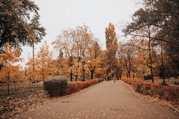 Herbstlaub im Park. Natur