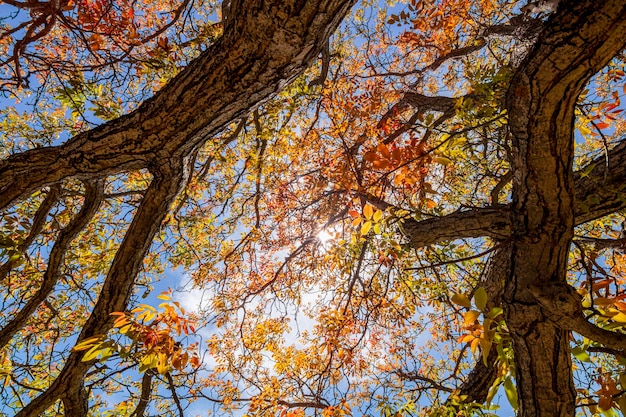 Herbstlaub im Park