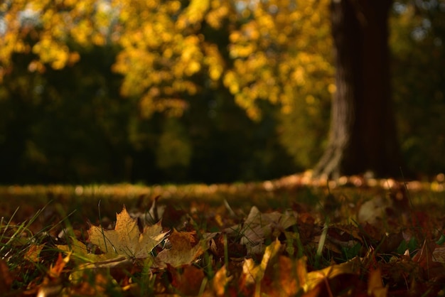 Herbstlaub im Park