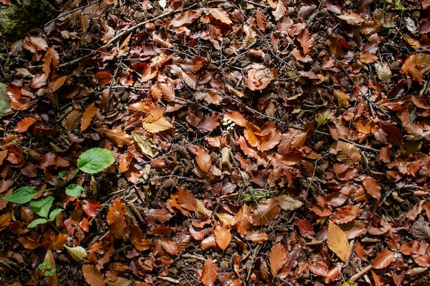 Herbstlaub im Wald