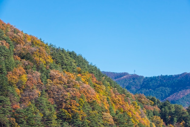 Herbstlaub in der Herbstsaison Japan