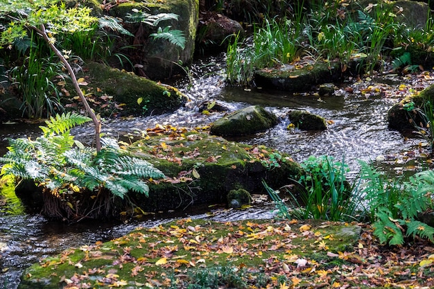 Herbstlaub in der Herbstsaison Japan