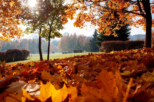 Herbstlaub in der Parknahaufnahme Goldener Herbst