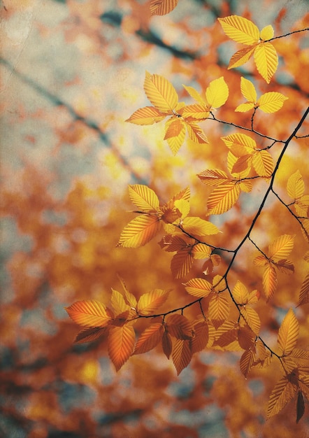 Herbstlaub kostenlos Vektor