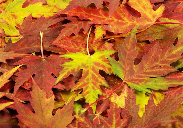 Herbstlaub kostenlos Vektor