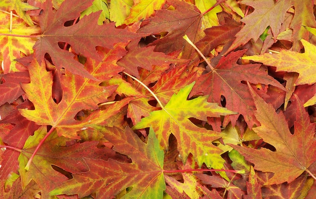 Herbstlaub kostenlos Vektor