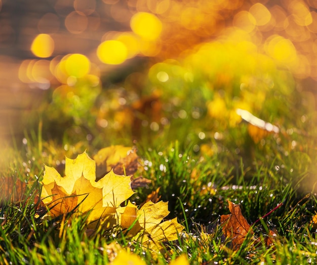 Herbstlaub kostenlos Vektor