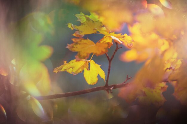 Herbstlaub kostenlos Vektor