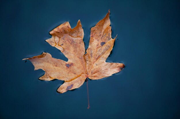 Herbstlaub kostenlos Vektor