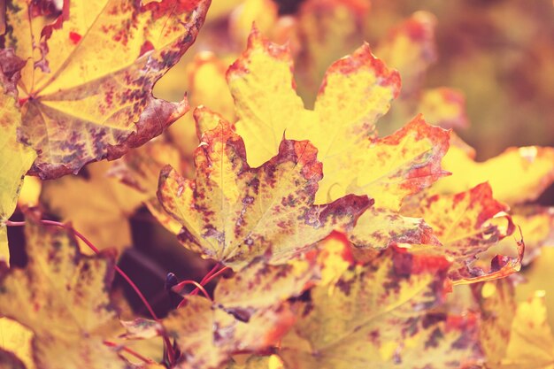 Herbstlaub kostenlos Vektor