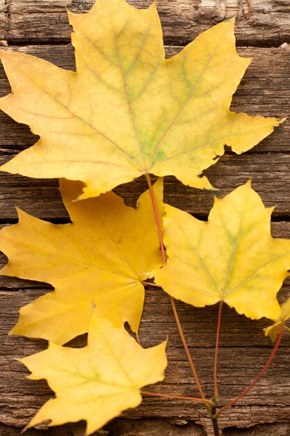 Herbstlaub kostenlos Vektor