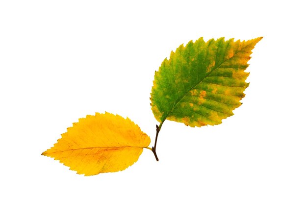 Herbstlaub kostenlos Vektor