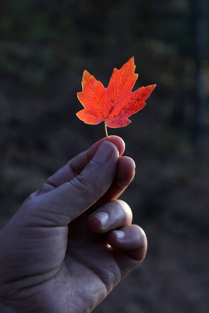 Herbstlaub kostenlos Vektor