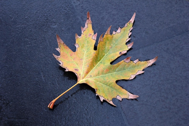 Herbstlaub kostenlos Vektor