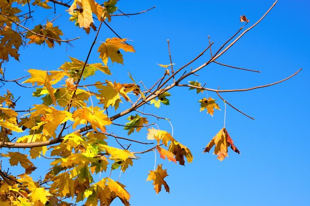 Herbstlaub kostenlos Vektor