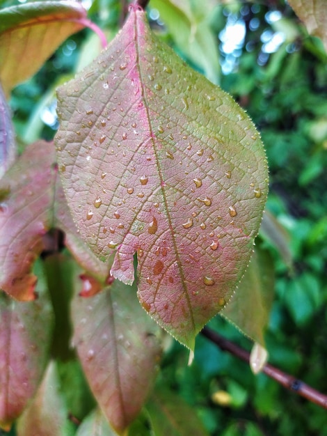 Herbstlaub kostenlos Vektor