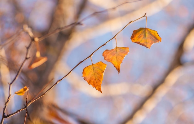 Herbstlaub kostenlos Vektor