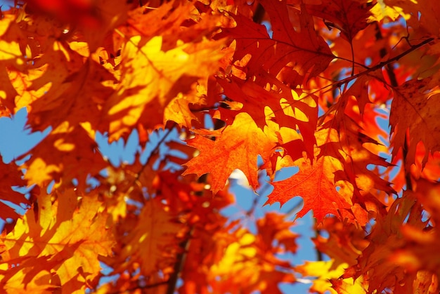 Herbstlaub kostenlos Vektor