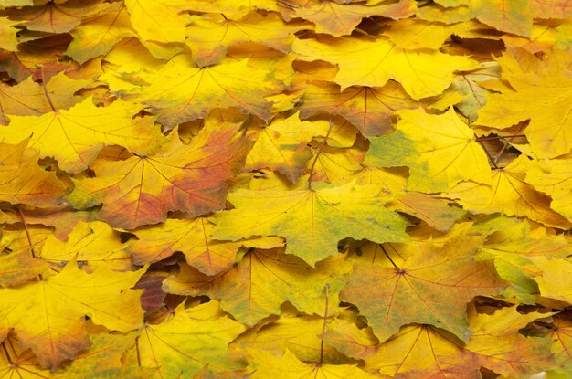 Herbstlaub kostenlos Vektor